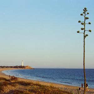Candido200 Colour Film