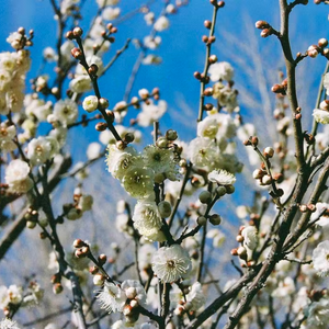 Candido iso 800 colour negative film Results on flowers